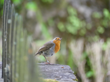 coimbra_01_bird.png
