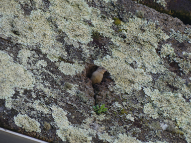 coimbra_02_bird.png