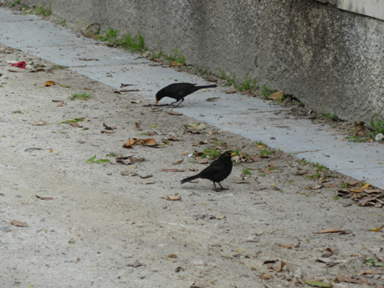 coimbra_04_birds.png